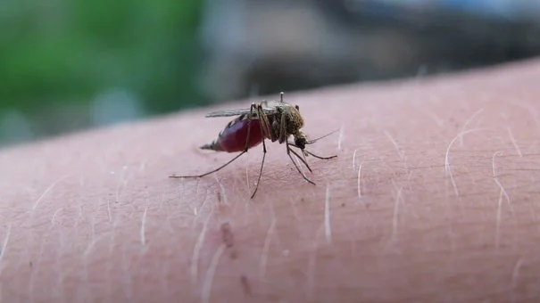 sposoby na ukąszenia komarów
